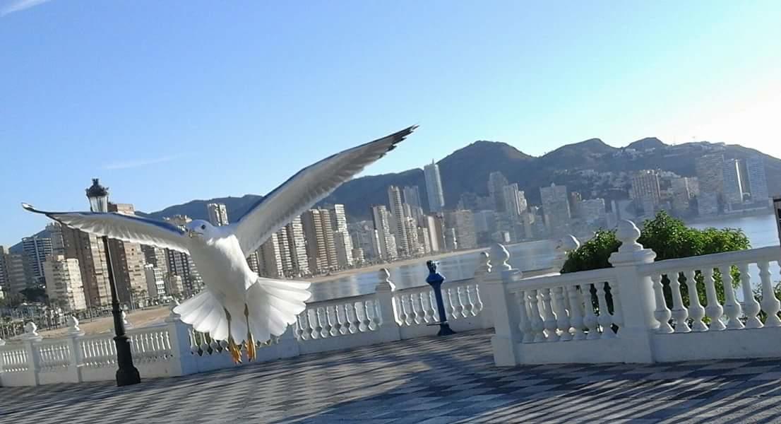 Acuarium Lux Apartman Benidorm Kültér fotó